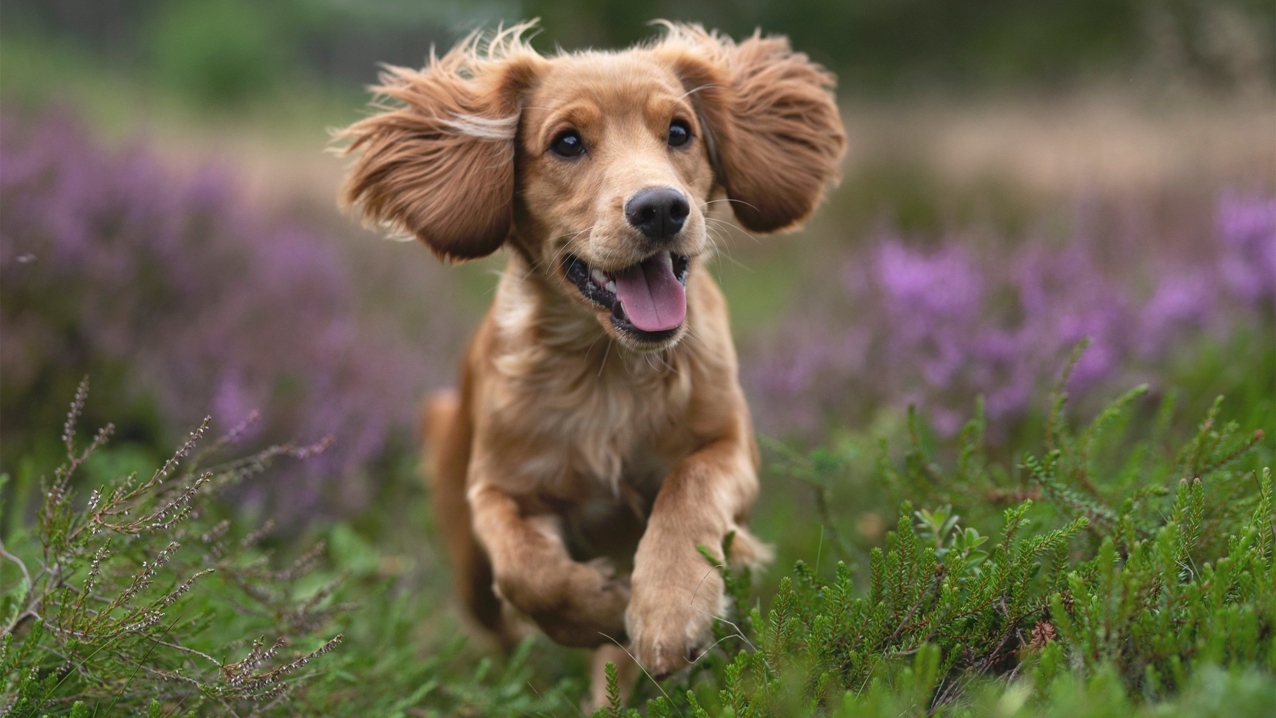 爱游戏app-中超年度临门一脚得分比值排行榜，中超联赛十大门将