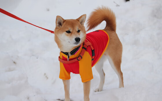 爱游戏体育入口-环球足球探索：亚洲、中东、非洲的新兴足球市场，非洲足球现状