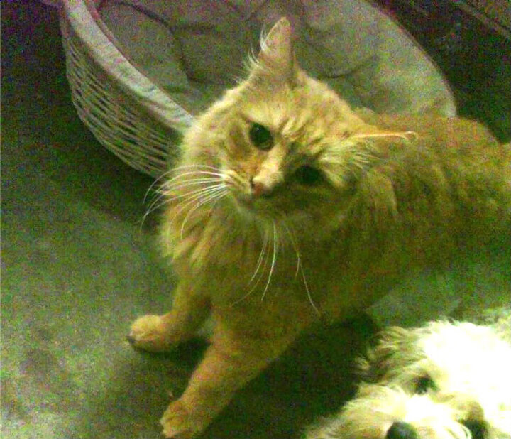 爱游戏体育app-PSG将引援补强，提升锋线火力，psg官推