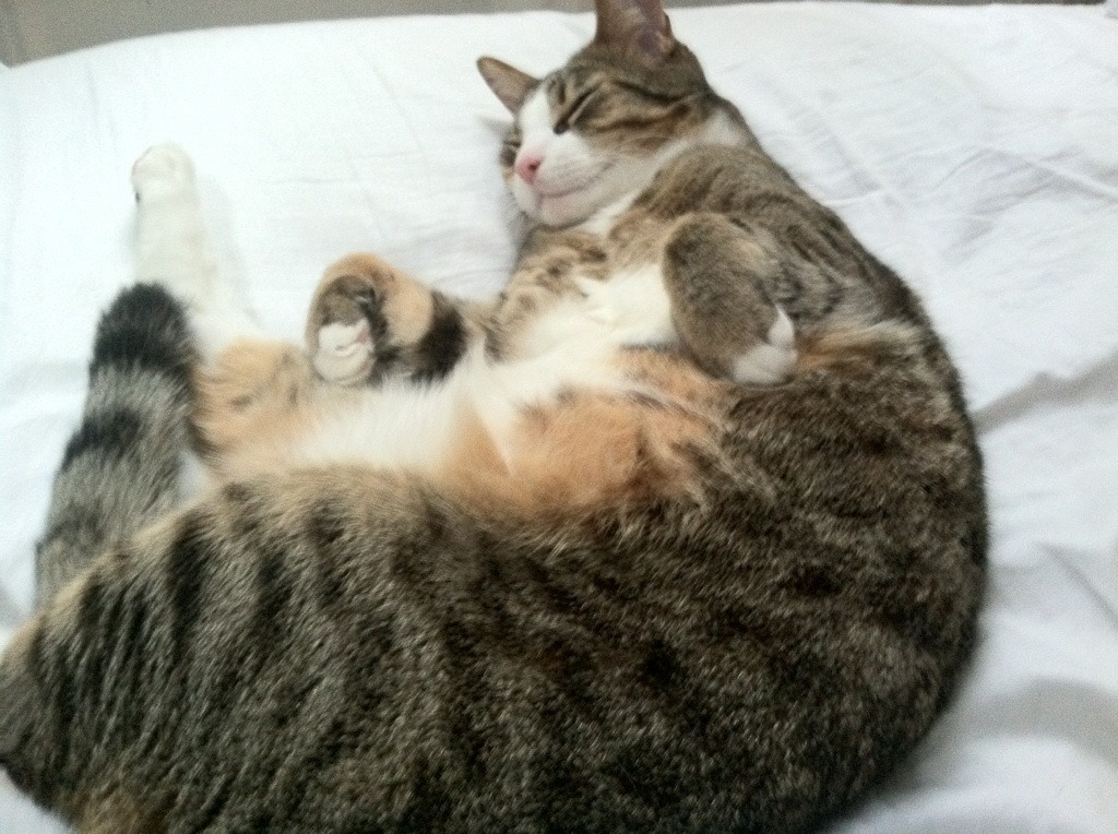 爱游戏体育-青少年射箭挑战赛首次加入夜场赛段，2020青少年射箭比赛