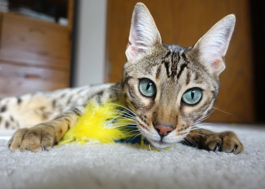 青少年射箭挑战赛首次加入夜场赛段,2020青少年射箭比赛