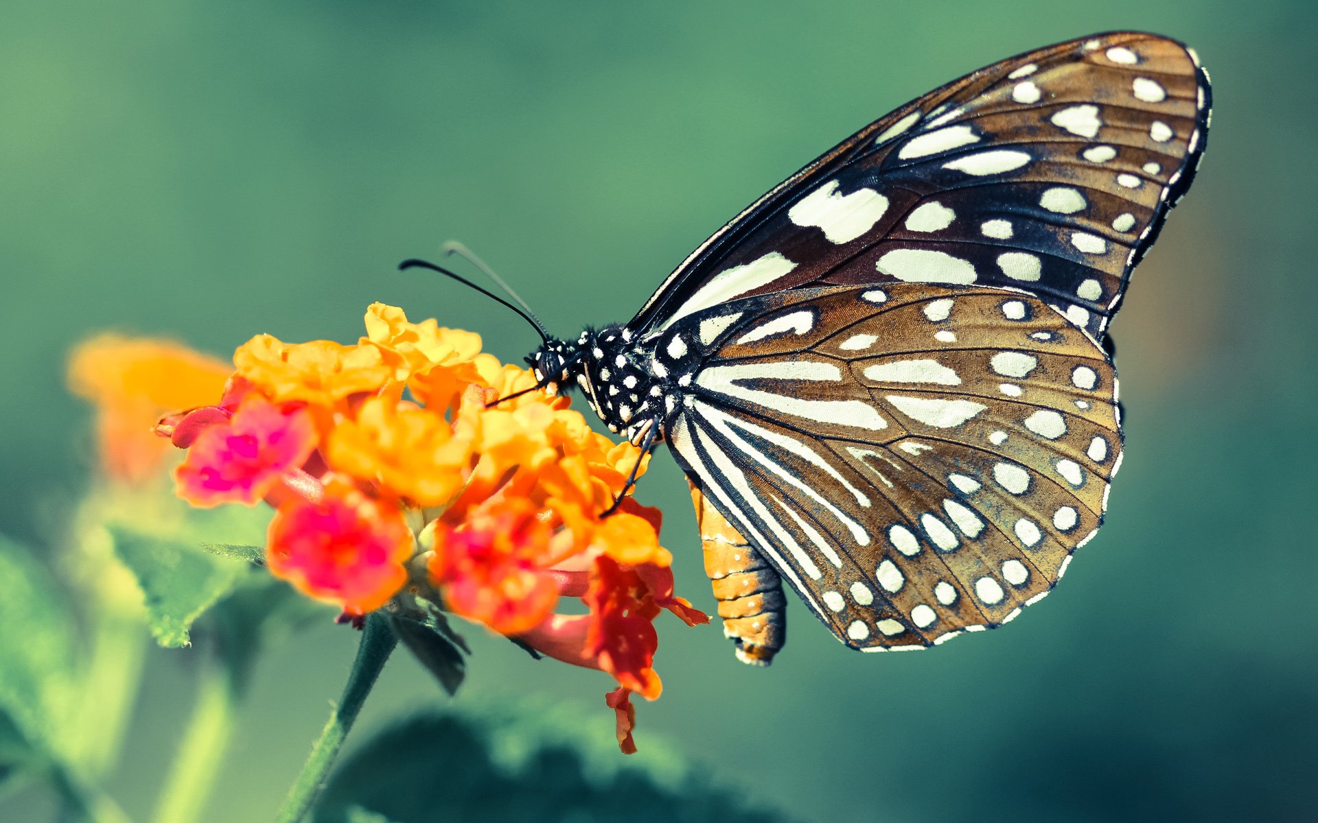 奇才引进新主帅战术期望回升，奇才主力队员