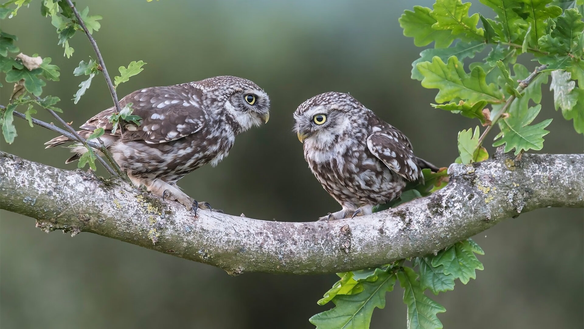 爱游戏官网app-青少年足球培训基地扩建，培养未来之星，青少年足球培训营