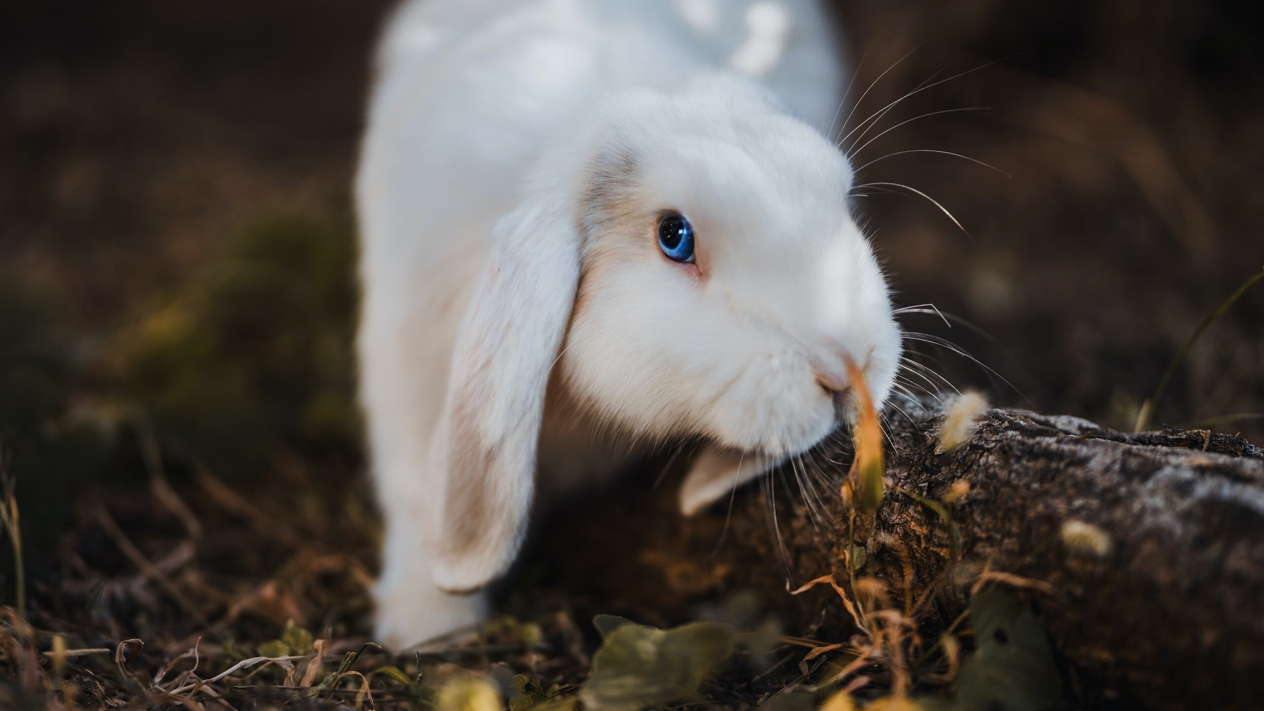 爱游戏app活动-奥地利男篮在欧洲预赛中奋战，迈向奥运梦想